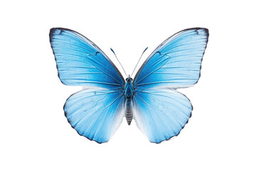Obraz premium Beautiful butterfly in full body close-up portrait, flying butterfly med transparent background 