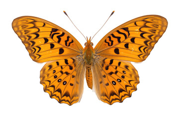 Beautiful butterfly in full body close-up portrait, flying butterfly med transparent background 