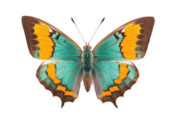 Obraz premium Beautiful butterfly in full body close-up portrait, flying butterfly med transparent background 