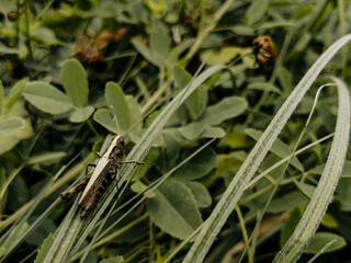 A grasshopper sits on a blade of grass