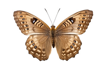 Beautiful butterfly in full body close-up portrait, flying butterfly med transparent background 