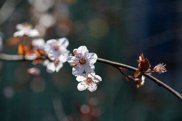 Branches of flowering sand cherry tree covered in white blossoms