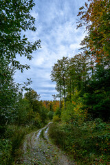 A riot of bright colors of autumn trees