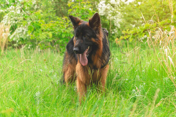 Amazing Black German shepherd dog in harness out for a walk lying, running, walking on the grass on a sunny summer day