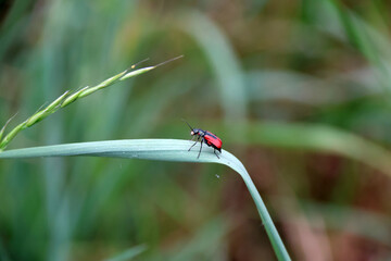 petit insecte rouge