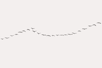 A flock of seagulls migrating flying in the sky, flock of birds. set of birds, birds in flight On grey background (vector), easy for decorating projects. - obrazy, fototapety, plakaty
