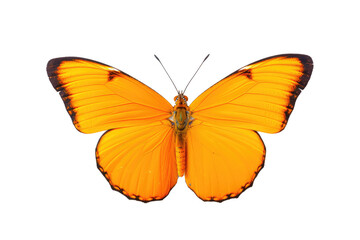 Fototapeta premium Vakker sommerfugl i nærbildeportrett av hele kroppen, flygende sommerfugl med gjennomsiktig bakgrunn 