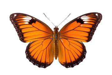 Fototapeta premium Vakker sommerfugl i nærbildeportrett av hele kroppen, flygende sommerfugl med gjennomsiktig bakgrunn 