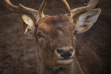 Close up of a deer