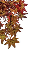 autumn maple leaves isolated on png