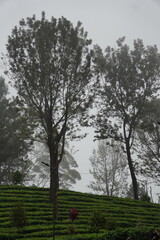 Misty morning in a tea plantation, towering trees emerge through the fog. Serene beauty captured in the tranquil ambiance.