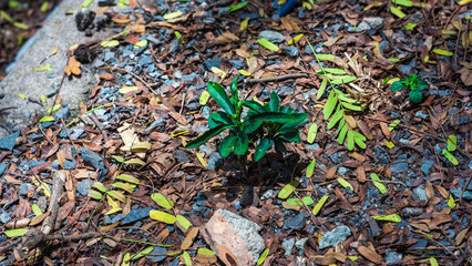 The dense foliage makes the mystery in the wild forests.The green leaves have dew drops on their stems, the sunlight sparkles behind the leaves