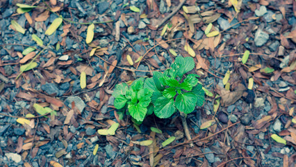 The dense foliage makes the mystery in the wild forests.The green leaves have dew drops on their stems, the sunlight sparkles behind the leaves