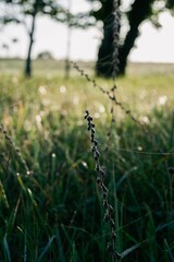 flowers in the grass