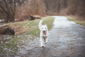 White Siberian Husky with piercing blue eyes running in the open in the woods during autumn in the morning hours. Ostrava, Czech Republic