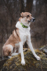 Portrait of a White and brown dog is sitting on the tree with fear in eyes. Posing the dog for the camera. Proud owner. Ostrava, Czech republic