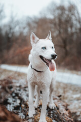 White Siberian husky princess resting on a big fallen tree and posing for the camera. Smile of female dog from nice weather. Ostrava, Czech Republic