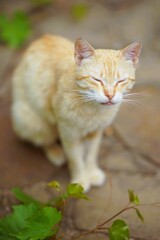 Naklejka na ściany i meble Cute relaxing ginger cat sitting near grape leaves in garden. Domestic cat portrait outdoor