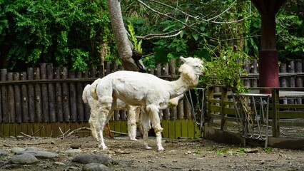 Biała lama w zoo © Kamila