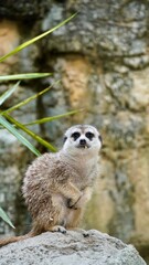 Surokatka w zoo zwierzak © Kamila