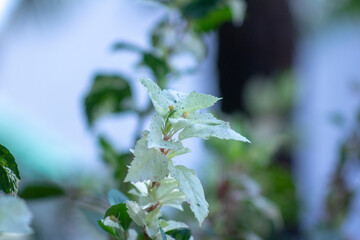 Branches of beauty petite white petals Wrightia flowering bush tree blooming on green leaf background, fragrant plant in a garden under blurred blue sky,