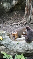 Sarna i małpka w zoo zwierzaki dzikie zwierzęta © Kamila