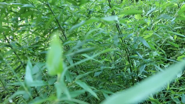 Fargesia bamboo in the Japanese garden by the creek