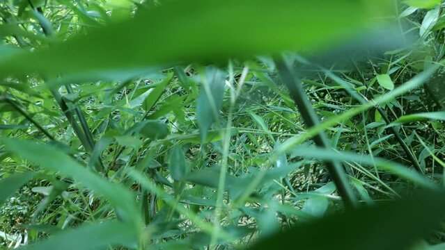 Fargesia bamboo in the Japanese garden by the creek