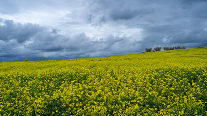 Obraz premium Amazing view of yellow rapeseed fields during spring season. Agricultural fields with green and yellow colors. Dark sky due to thunderstorm. Bad weather. Contrast between sky and earth. Dramatic sky
