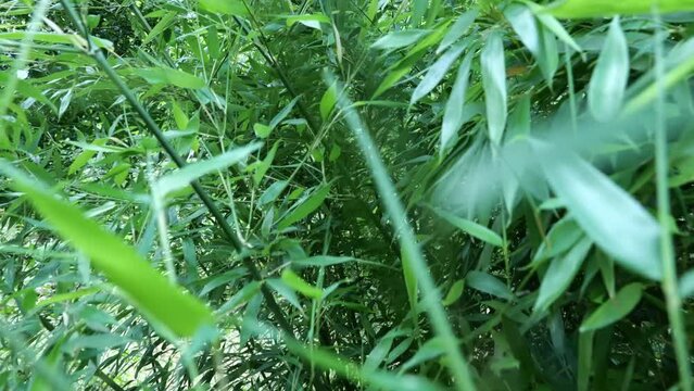 Fargesia bamboo in the Japanese garden by the creek