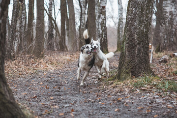 Naklejka na ściany i meble Two Siberian husky brothers running along a forest path. Competitive dogs running a race. Ostrava, Czech republic, central Europe