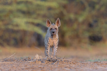 Indian Striped hyena Photographed At Rann Of Kutch 