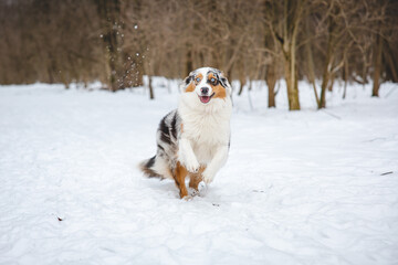 Portrait of Australian Shepherd puppy running in snow in Beskydy mountains, Czech Republic. Dog's view into the camera