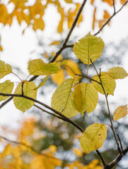 Herbstblätter 