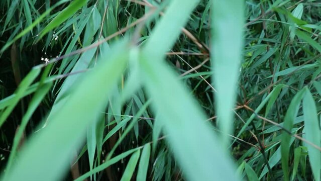 Fargesia bamboo in the Japanese garden by the creek
