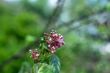  Closeup Bunch of Carambola Flowers on Branch Isolated on Nature Background,Close-up of pink cherry blossom tree,Starfruit tree flower of the species Averrhoa carambola with selective focus