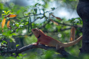 Close-up of lizard on leaf,Close-up of lizard on plant,Close-up of fly on reptile outdoors,Little camelion in the garden,Close-up of lizard on wood