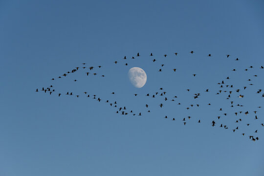 Aves volando al atardecer con luna creciente