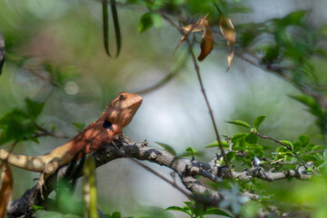 Close-up of lizard on leaf,Close-up of lizard on plant,Close-up of fly on reptile outdoors,Little camelion in the garden,Close-up of lizard on wood