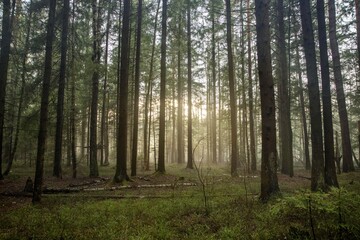 Russian forest