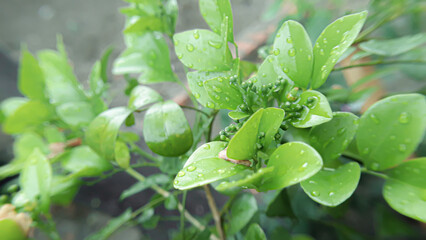 After the Rain, Glistening Foliage Symphony