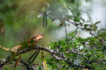 Close-up of lizard on leaf,Close-up of lizard on plant,Close-up of fly on reptile outdoors,Little camelion in the garden,Close-up of lizard on wood