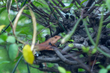 Obraz premium Close-up of lizard on leaf,Close-up of lizard on plant,Close-up of fly on reptile outdoors,Little camelion in the garden,Close-up of lizard on wood