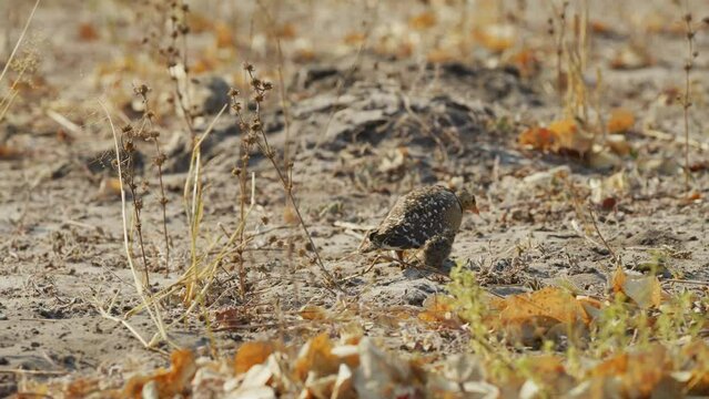 Footage of a double-banded sandgrouse (Pterocles bicinctus) with her young ones foraging in Savanah.