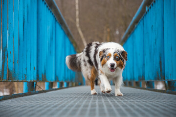 Fearful expression of an Australian Shepherd puppy walking across a leaky bridge. The lack of self-confidence of a dog. Handling a critical moment