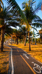 Bicycle path among palm trees and sunset Taiwan Kaohsiung