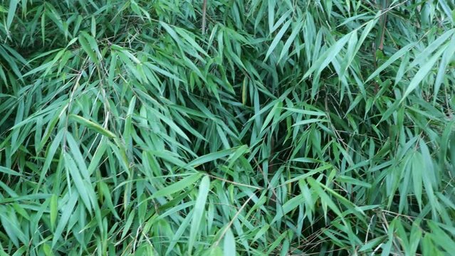 Fargesia bamboo in the Japanese garden by the creek