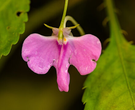 pink flower of wild balsam (aka jewelweed, touch-me-not, snapweed or patience)(impatiens hochstetteri)