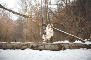 Pure happiness of an Australian Shepherd puppy jumping over a fallen tree in a snowy forest during December in the Czech Republic. Close-up of a dog jumping