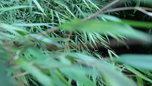 Fargesia bamboo in the Japanese garden by the creek